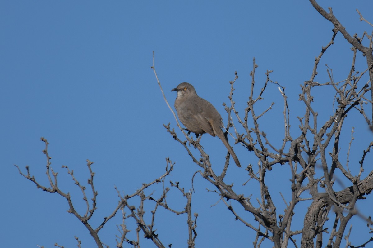 Curve-billed Thrasher - ML620203728