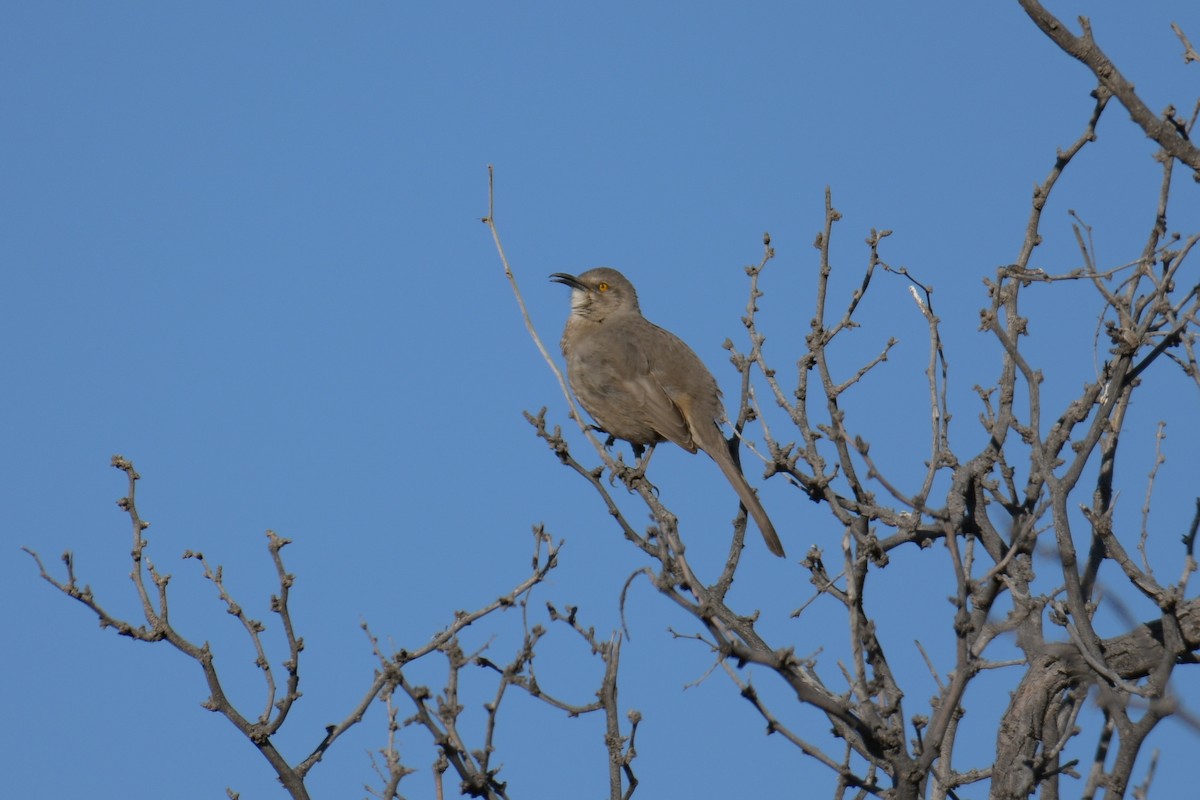 Curve-billed Thrasher - ML620203729