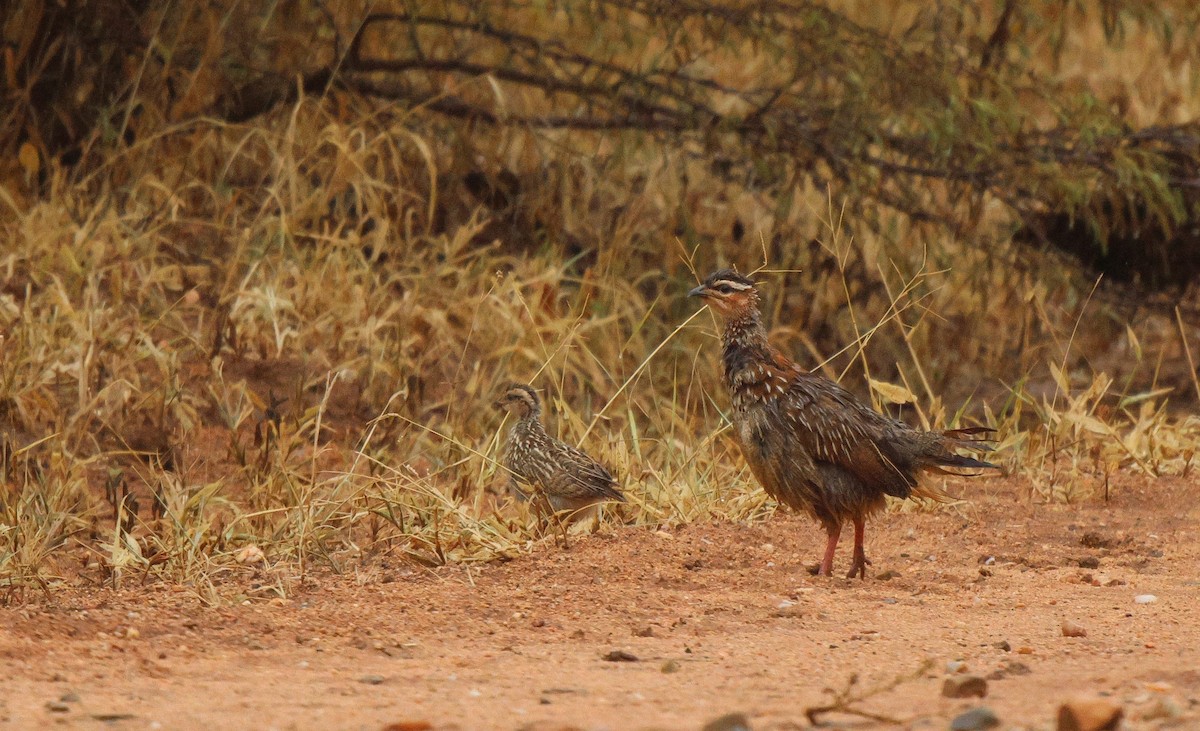 Natal Spurfowl - ML620203734