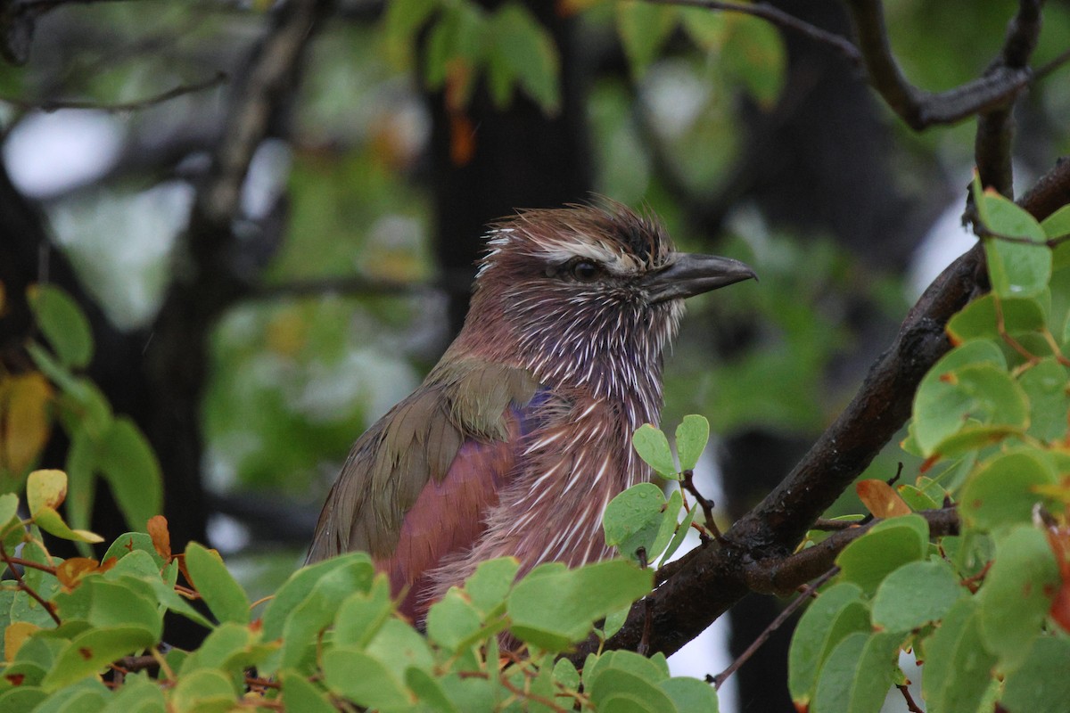 Rufous-crowned Roller - Frank Willems - Birding Zambia