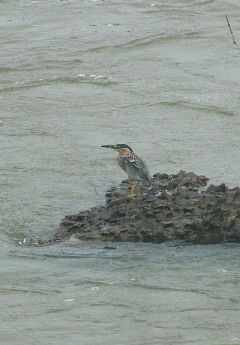 Striated Heron - ML620203754