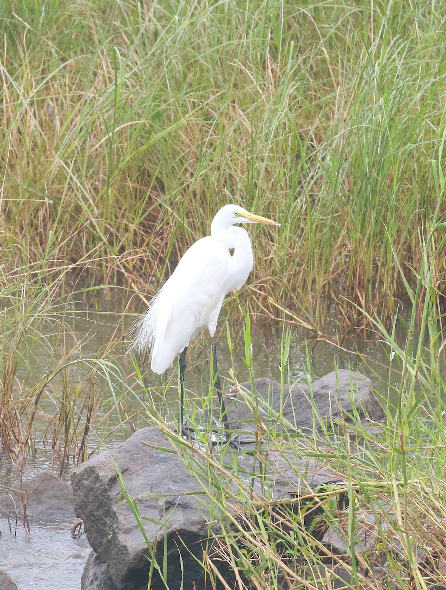 Great Egret - ML620203758