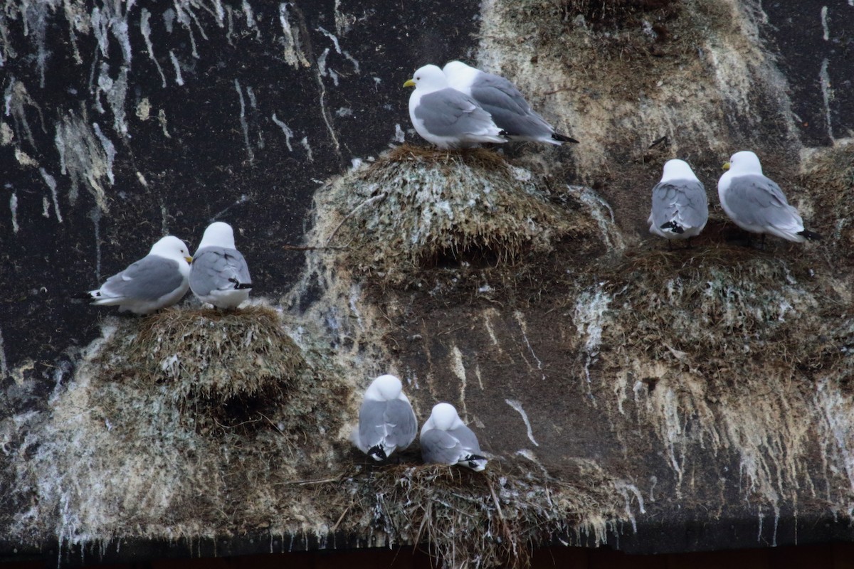 Black-legged Kittiwake - ML620203770