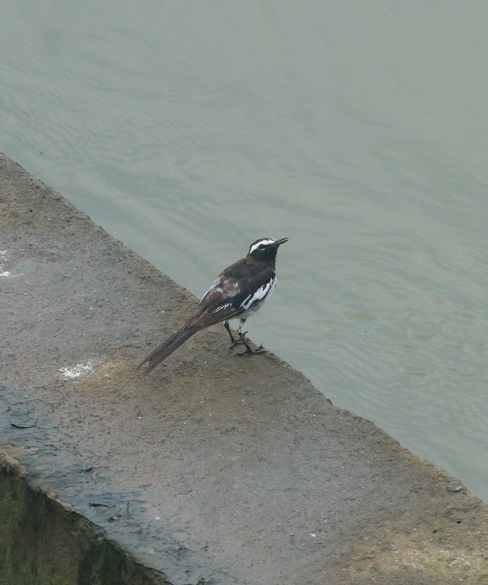 White-browed Wagtail - ML620203772