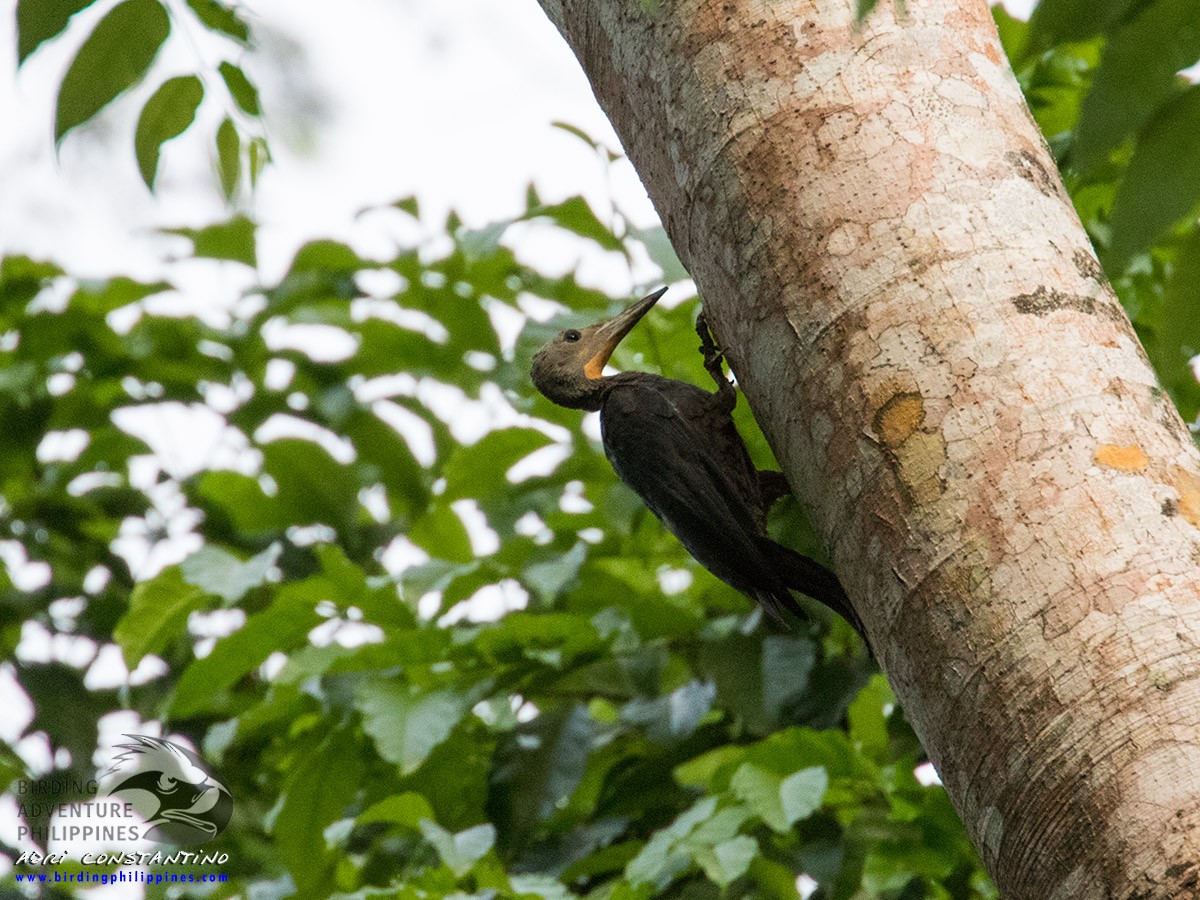 Great Slaty Woodpecker - ML620203777