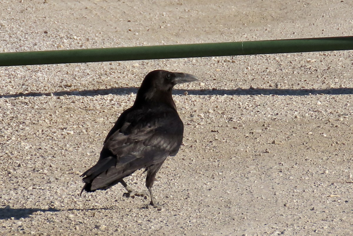 Common Raven - ML620203791