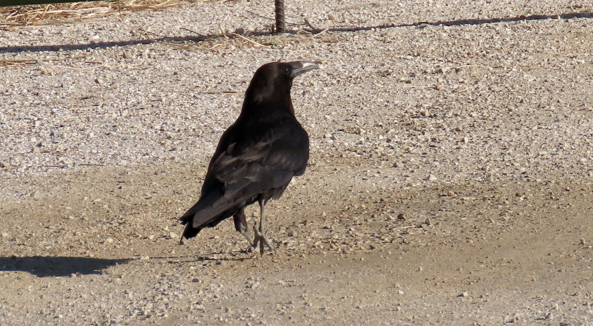 Common Raven - ML620203794
