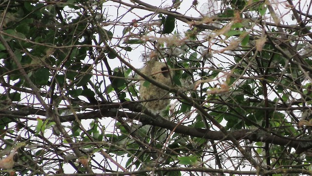 Eurasian Penduline-Tit - ML620203802