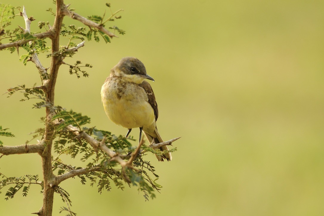 Swamp Flycatcher - ML620203804