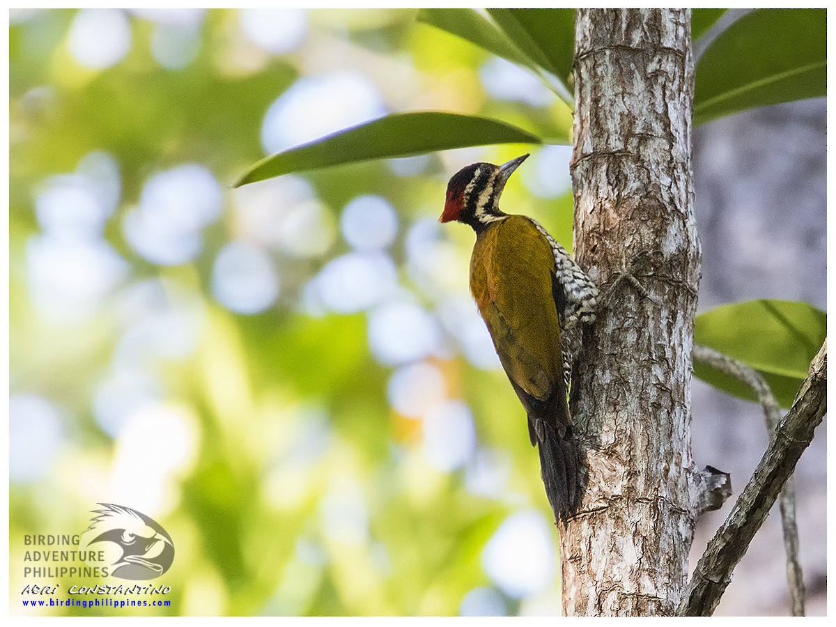 Spot-throated Flameback - ML620203807