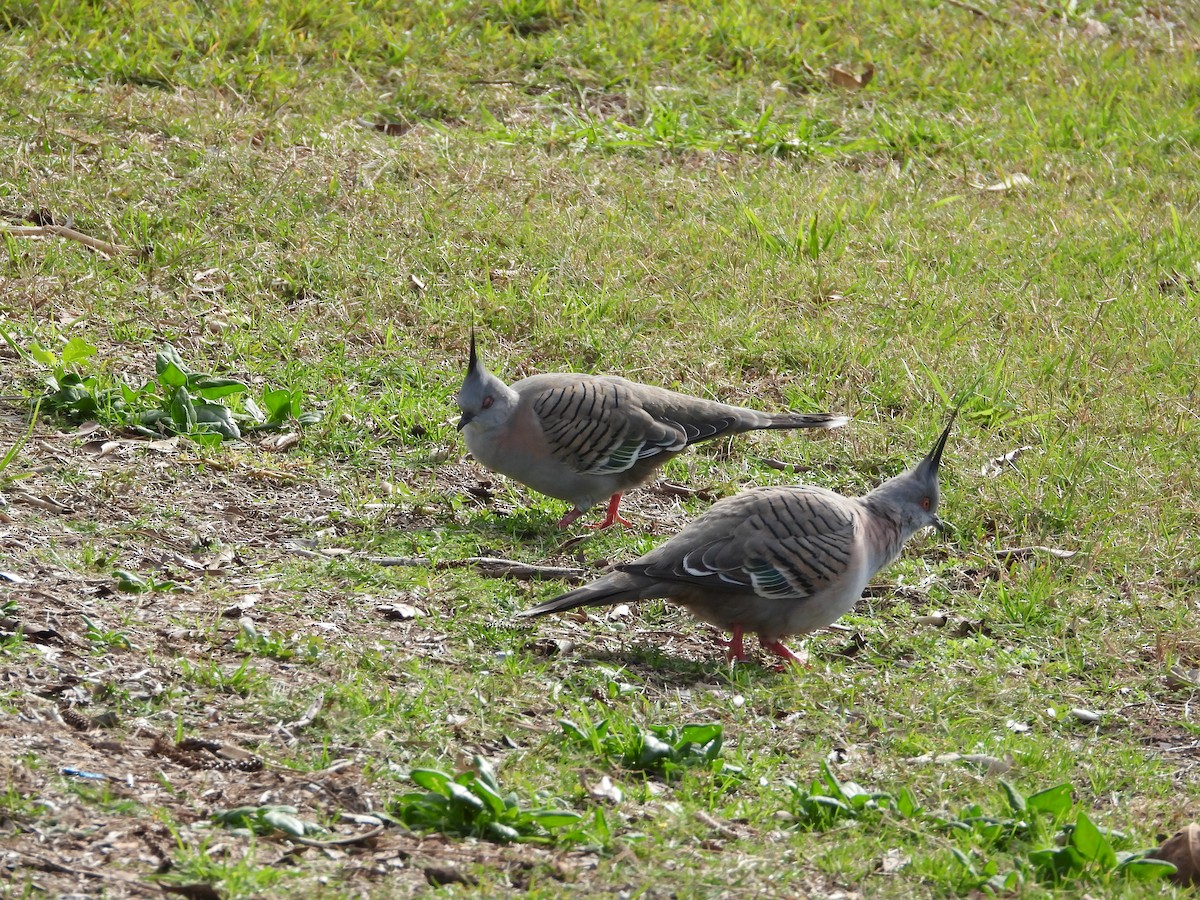 Crested Pigeon - ML620203814