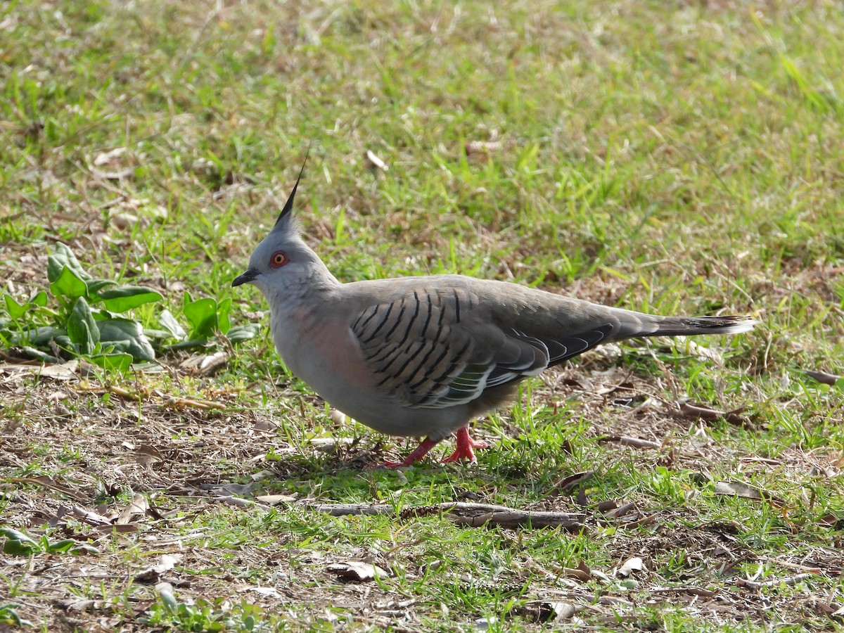 Crested Pigeon - ML620203815