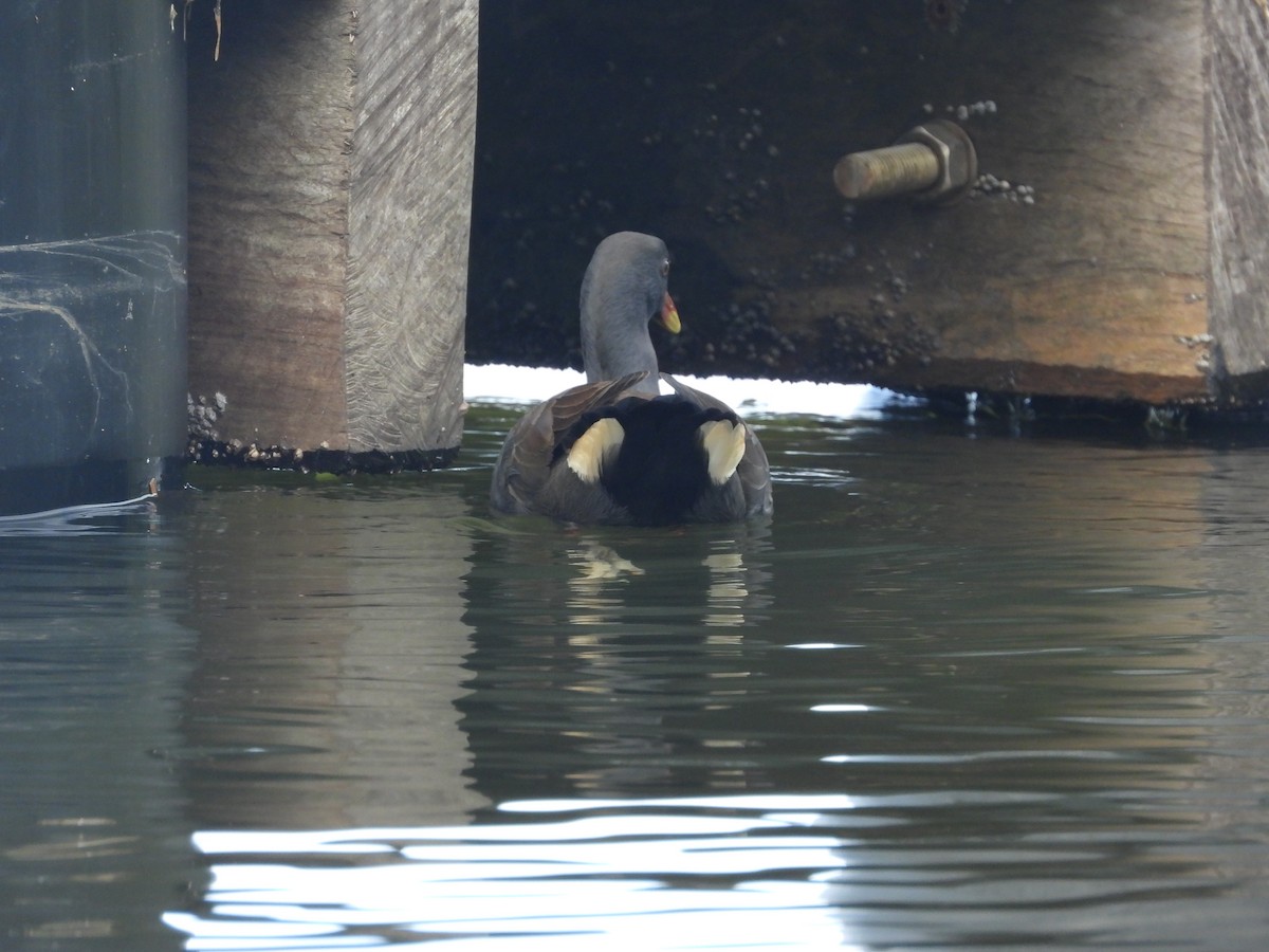 Dusky Moorhen - ML620203821