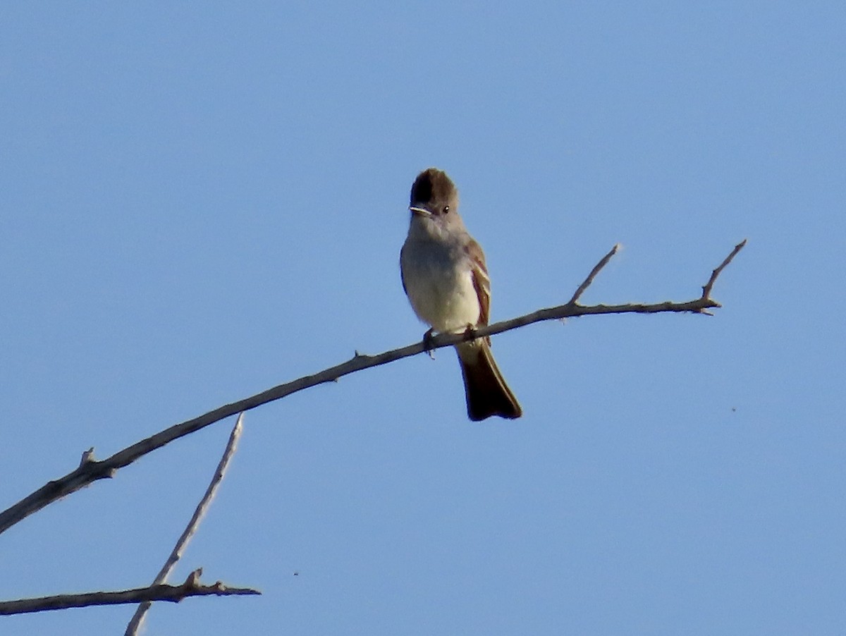 Ash-throated Flycatcher - ML620203823