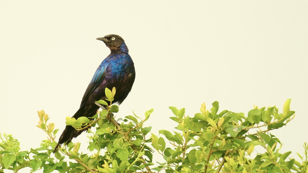 Rüppell's Starling - Chris Cooke