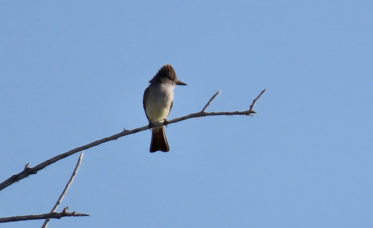 Ash-throated Flycatcher - ML620203827