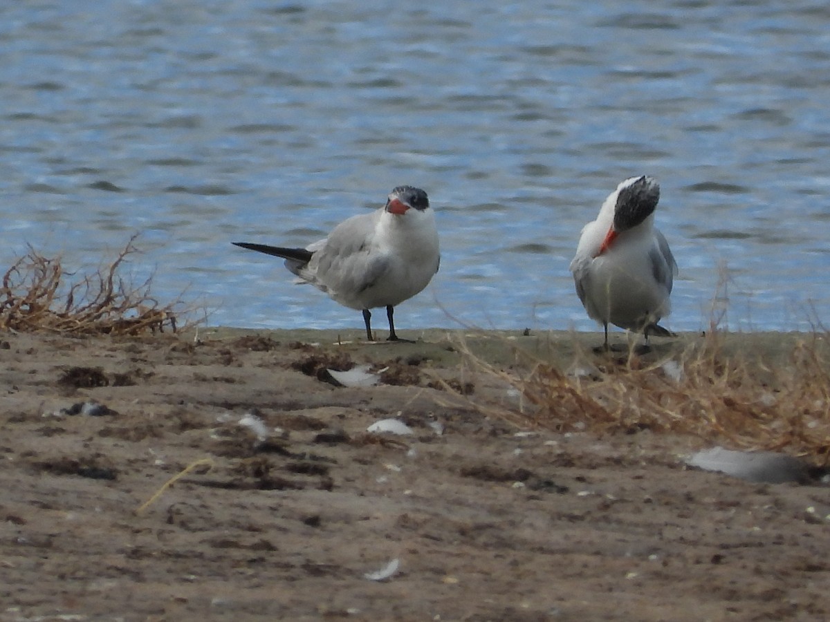 Caspian Tern - ML620203833