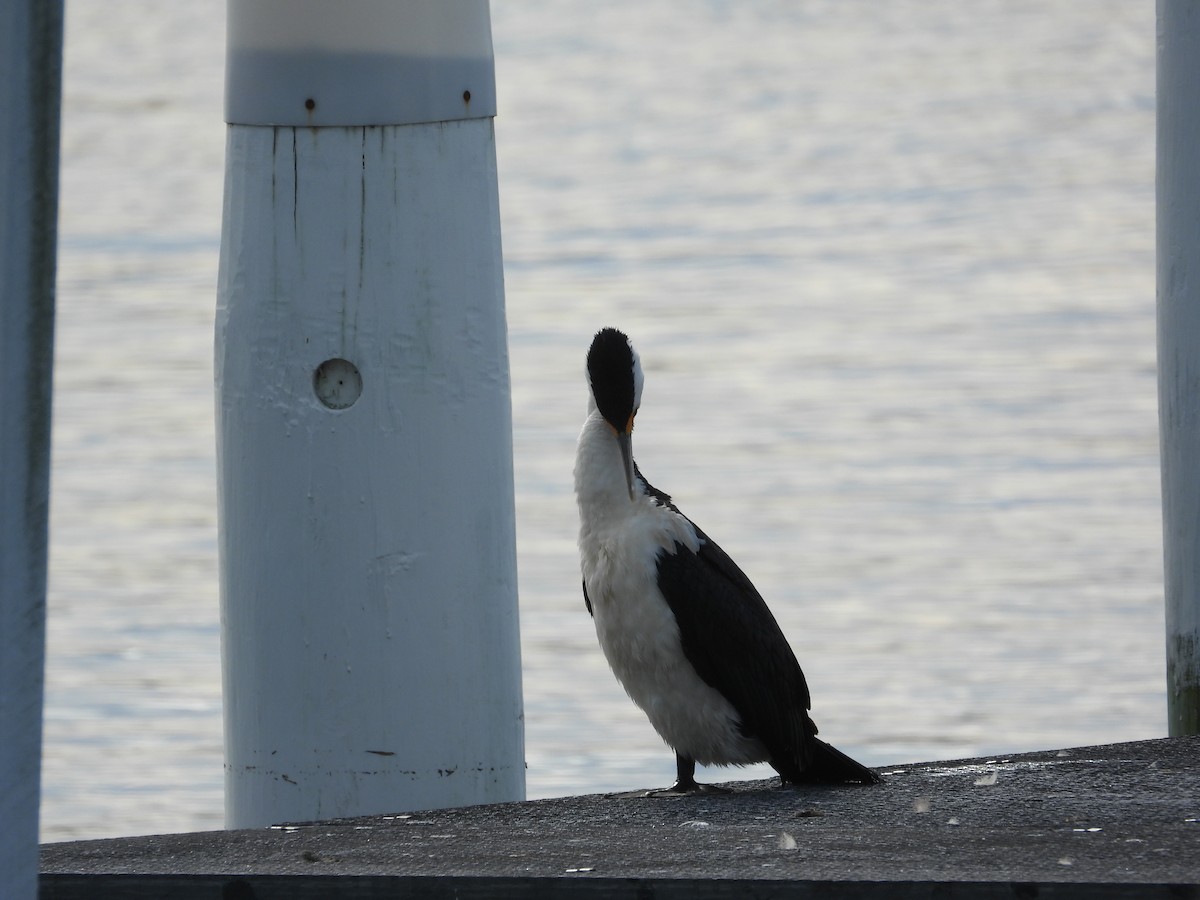 Pied Cormorant - ML620203839