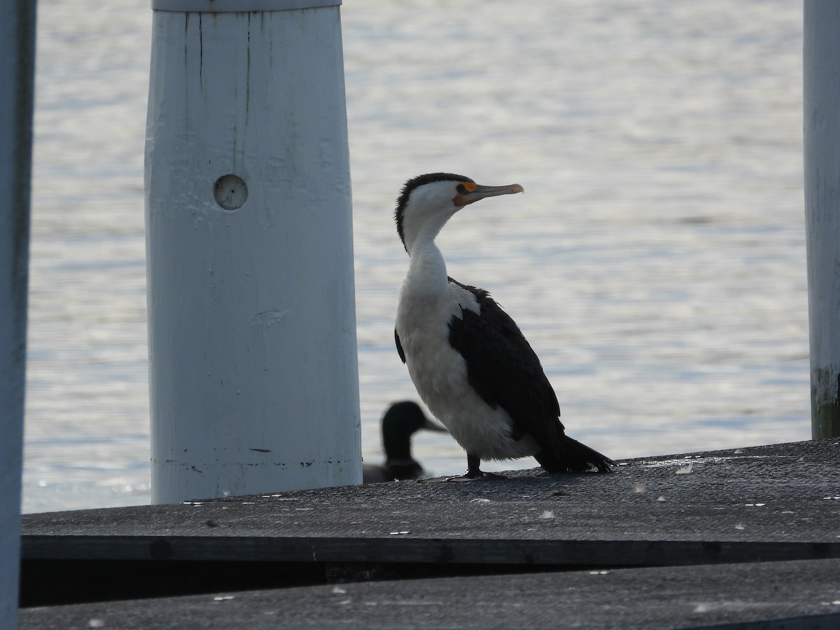 Pied Cormorant - ML620203840