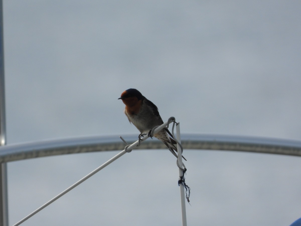 Welcome Swallow - ML620203843