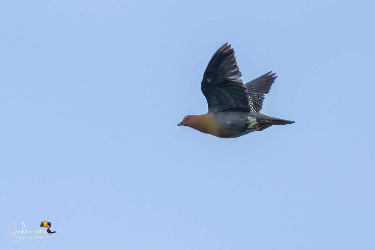 Cinnamon-headed Green-Pigeon - ML620203844