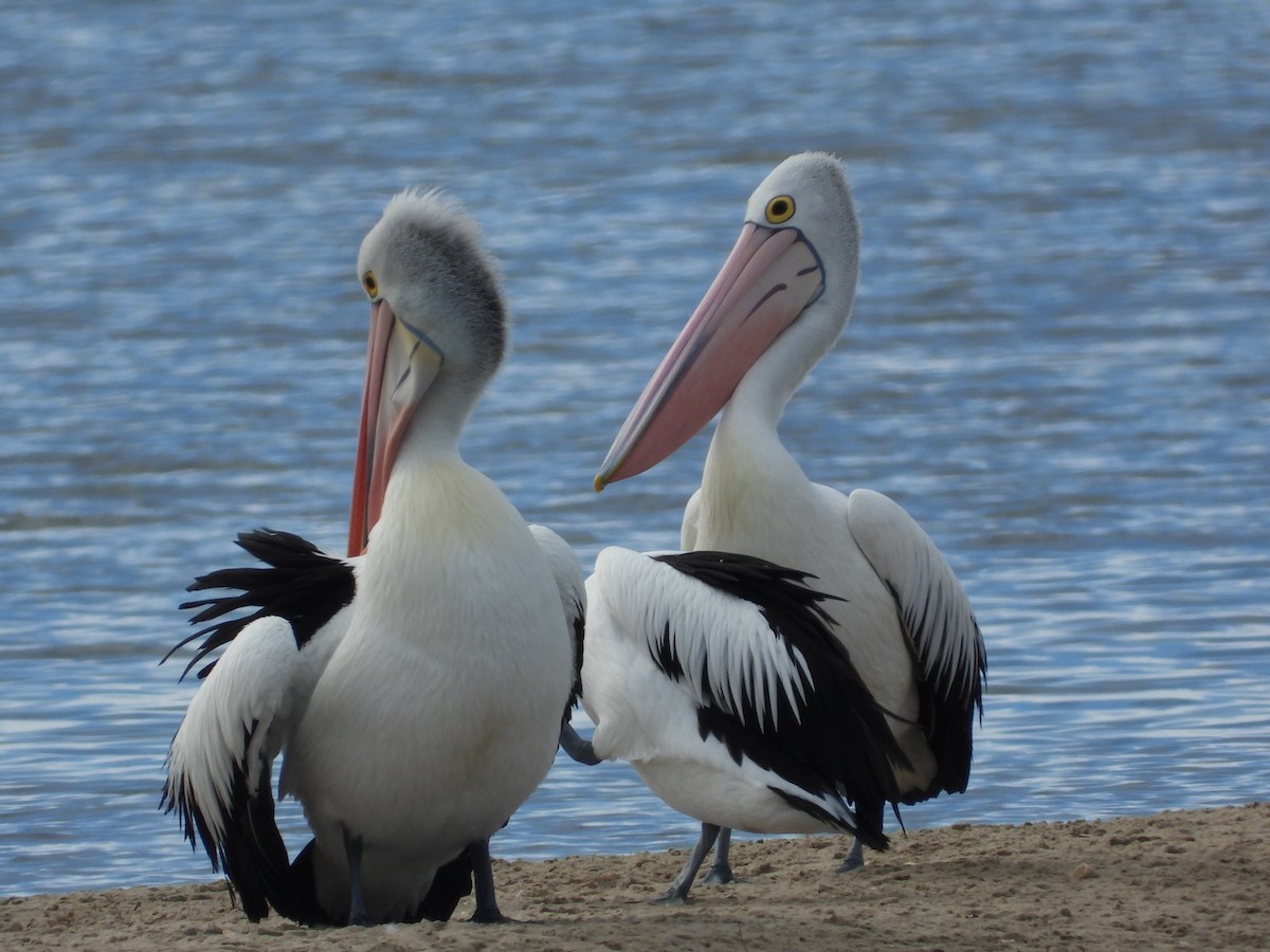 pelikán australský - ML620203850
