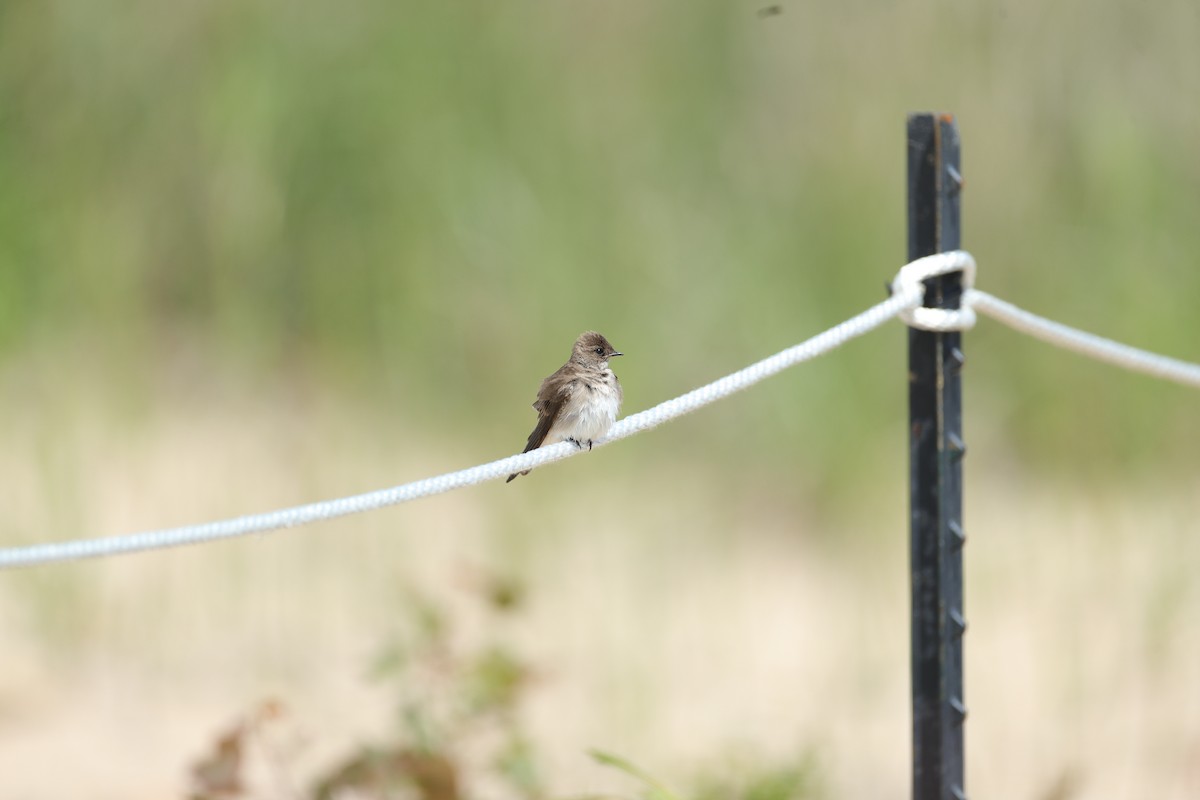 Northern Rough-winged Swallow - ML620203865