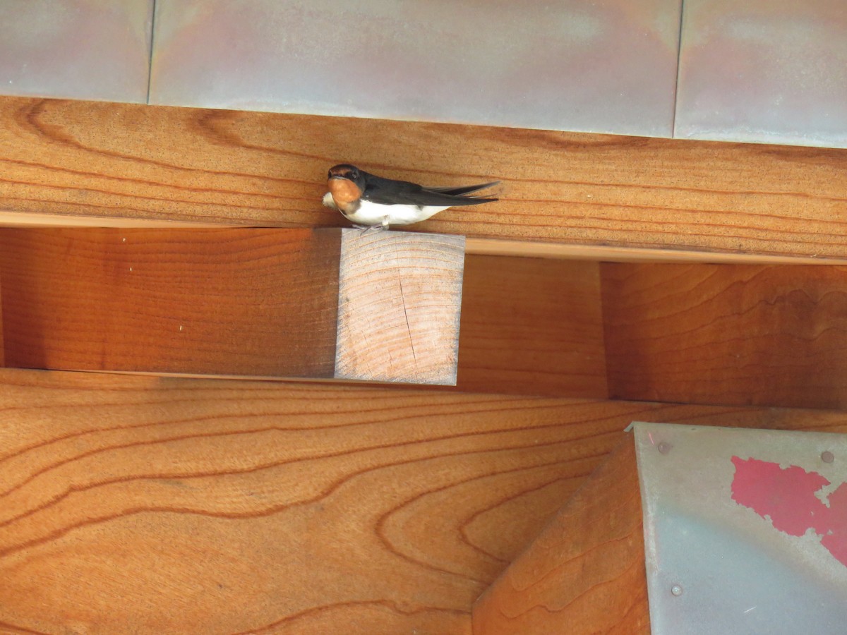 Barn Swallow - ML620203871