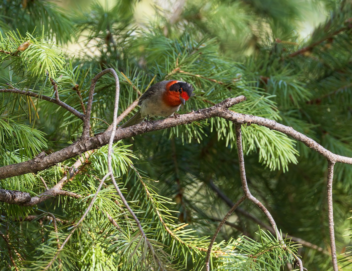 Paruline à face rouge - ML620203875