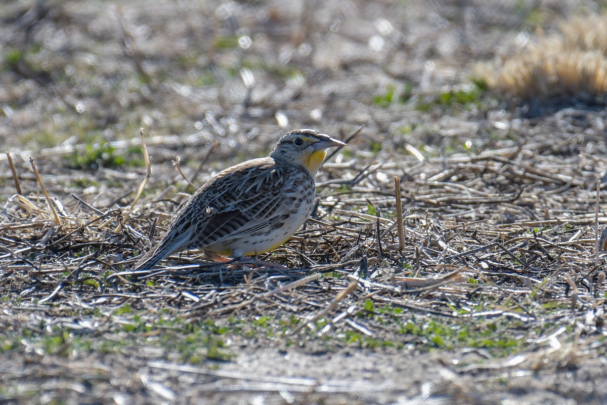 Western Meadowlark - ML620203878