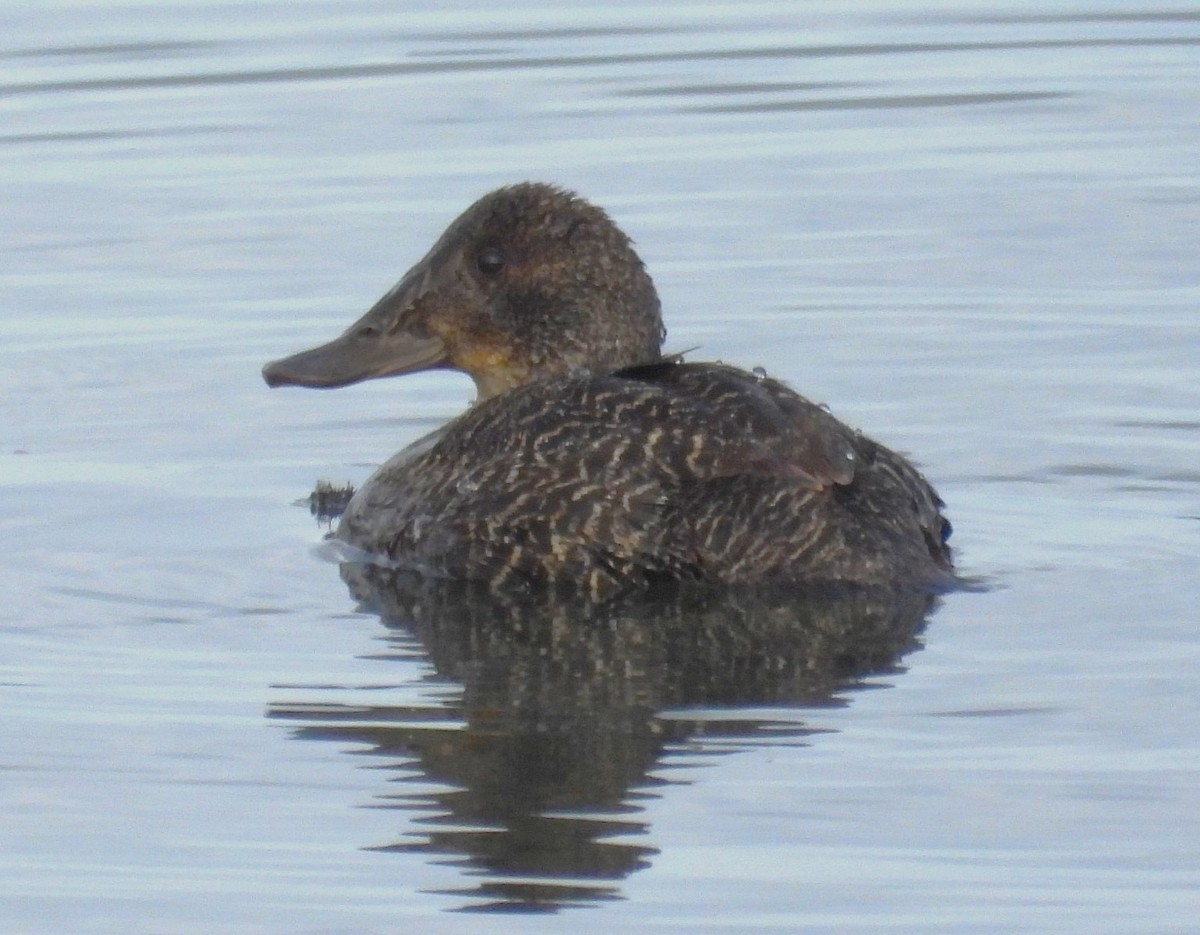 Blue-billed Duck - ML620203883