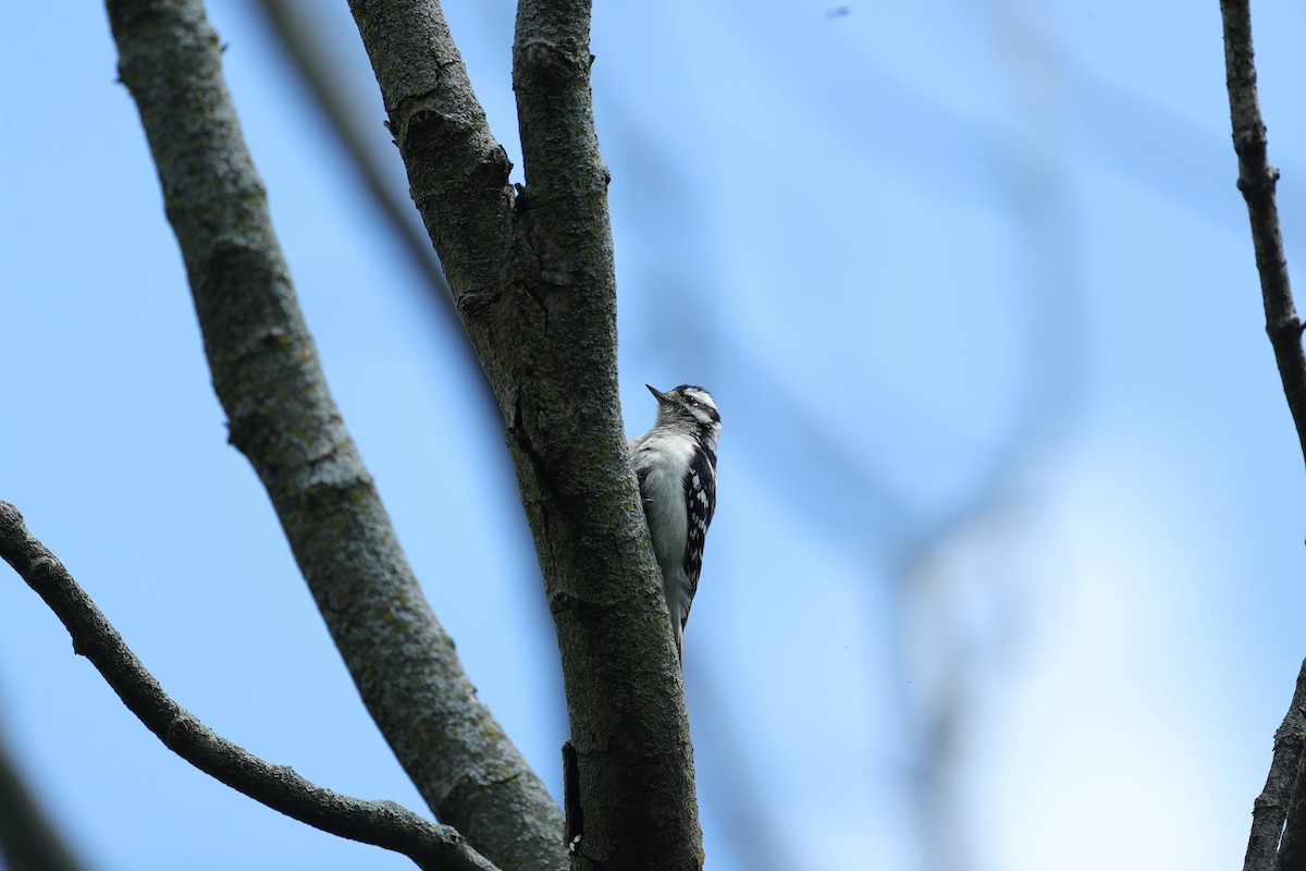 Downy Woodpecker - ML620203884