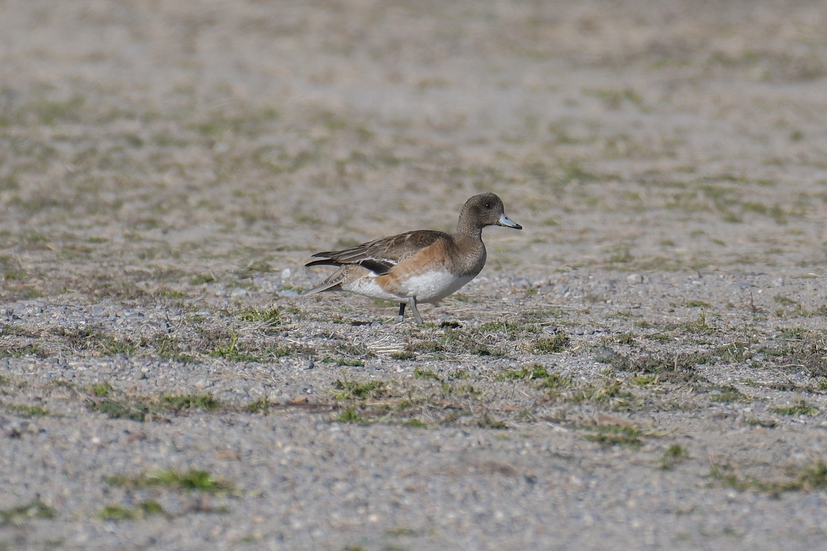 American Wigeon - ML620203896