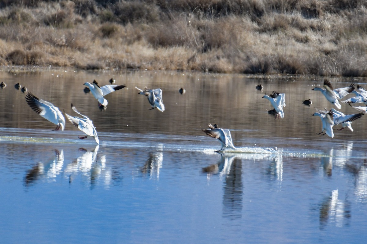 Snow Goose - ML620203898