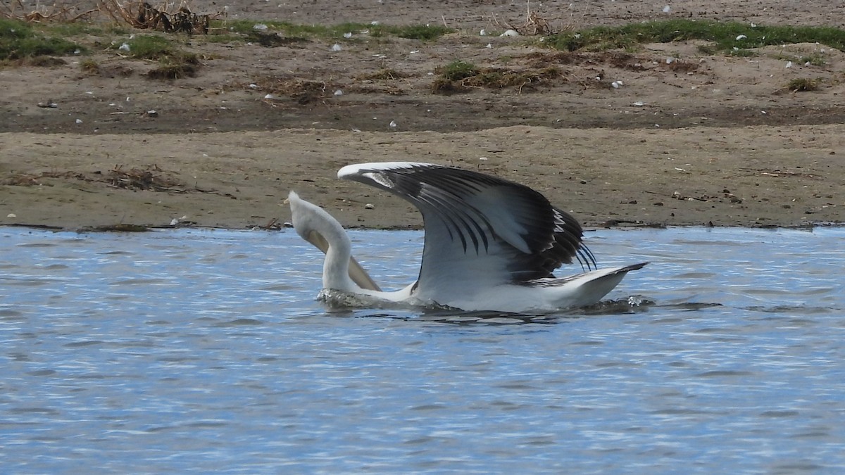 Australian Pelican - ML620203905