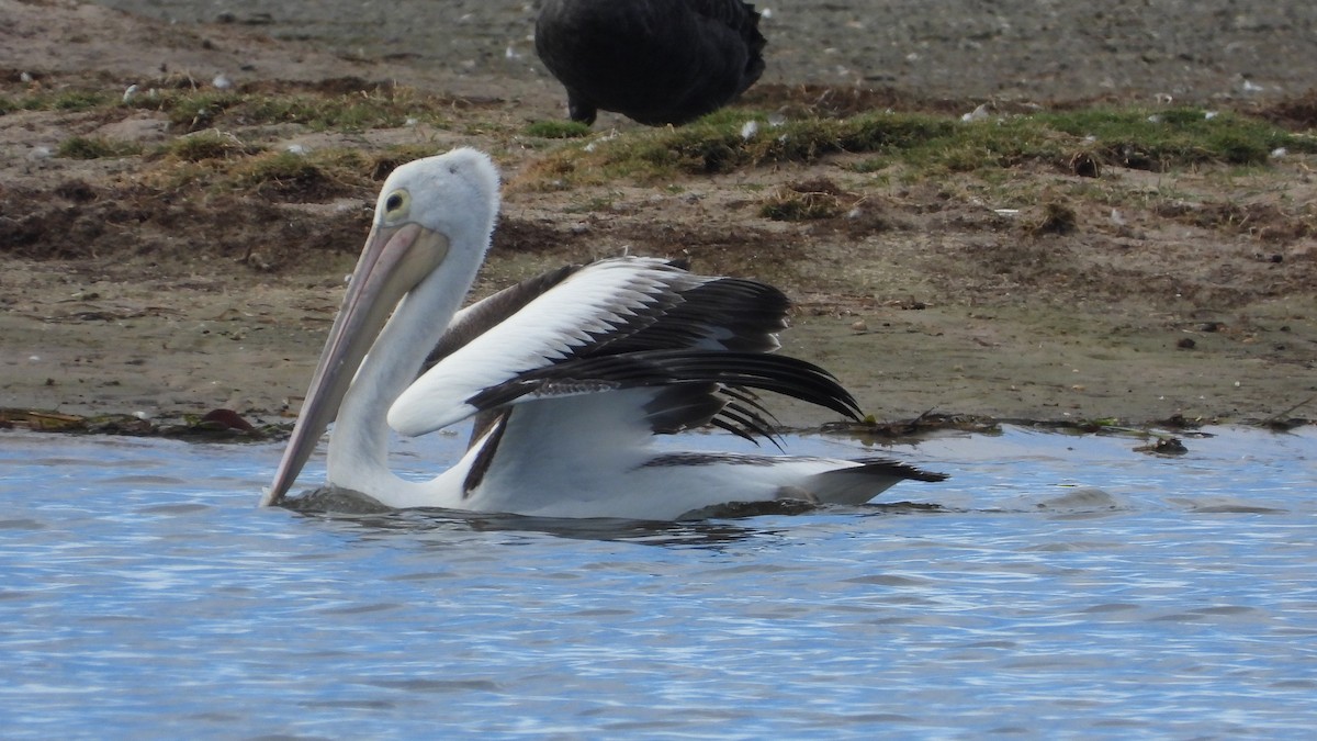 pelikán australský - ML620203907