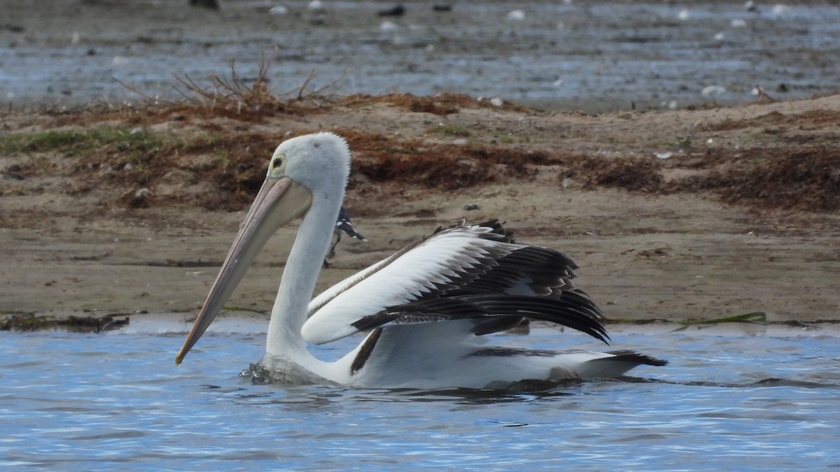 Australian Pelican - ML620203909