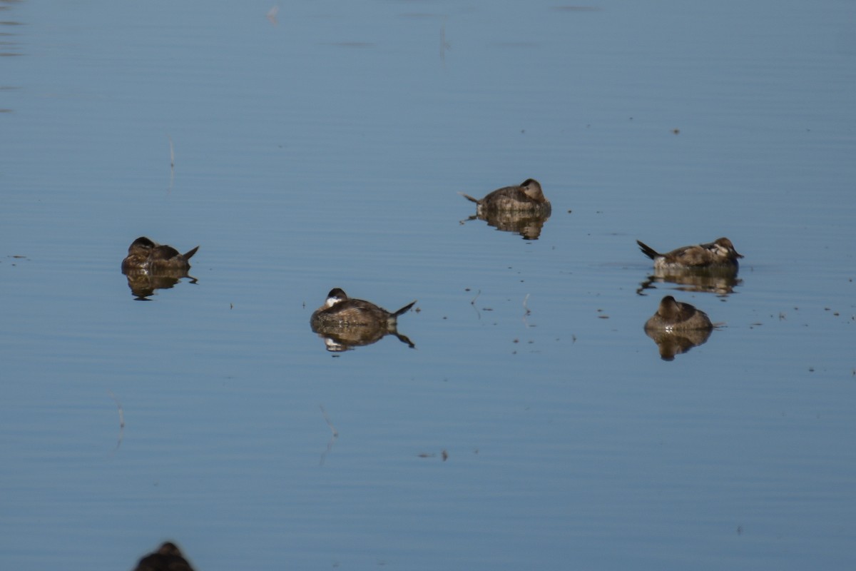 Ruddy Duck - ML620203914