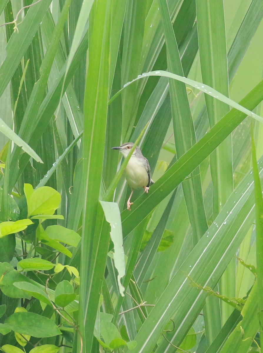 Plain Prinia - ML620203939