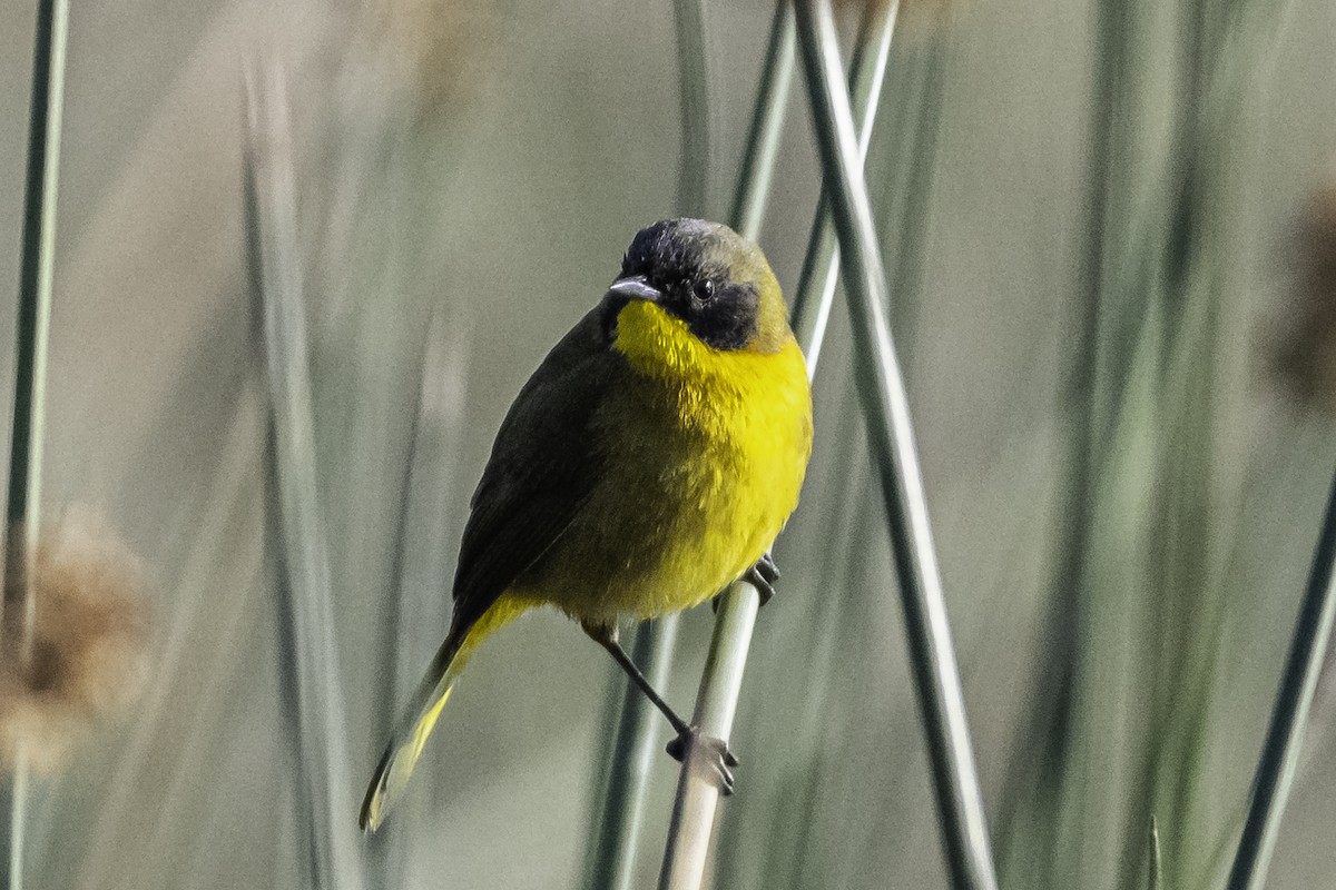 Ockerbrust-Gelbkehlchen - ML620203941