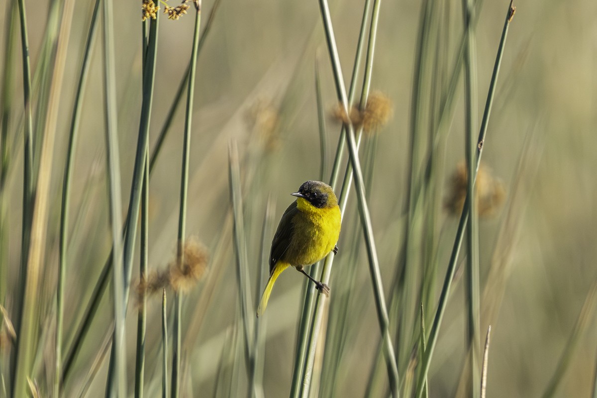 Black-polled Yellowthroat - ML620203966