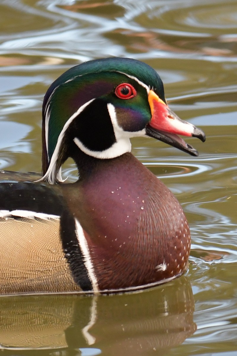 Wood Duck - ML620203975