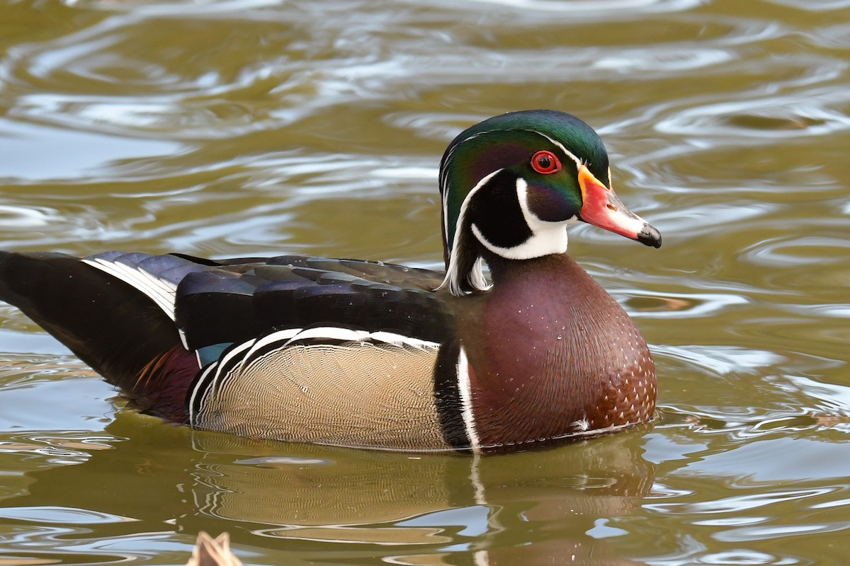 Wood Duck - ML620203977