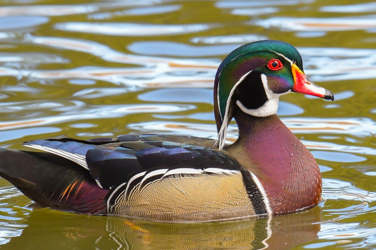 Wood Duck - ML620203981