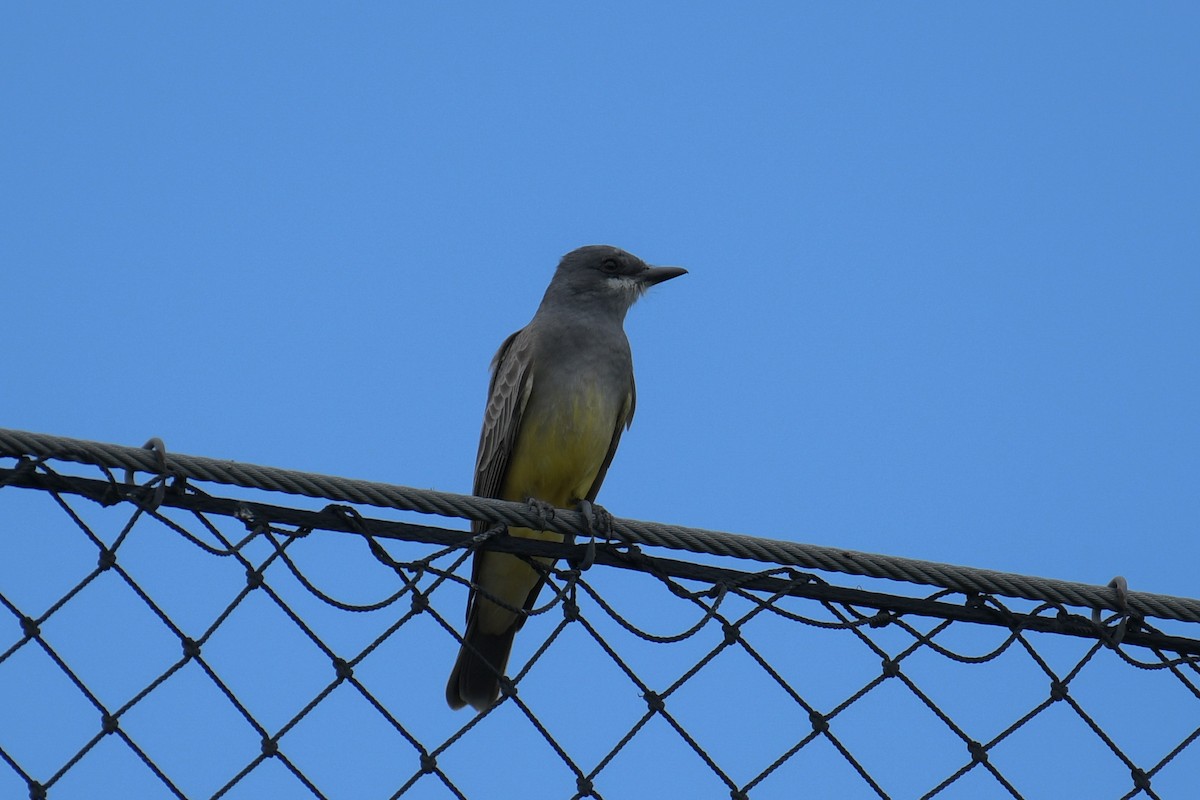 Cassin's Kingbird - ML620203986