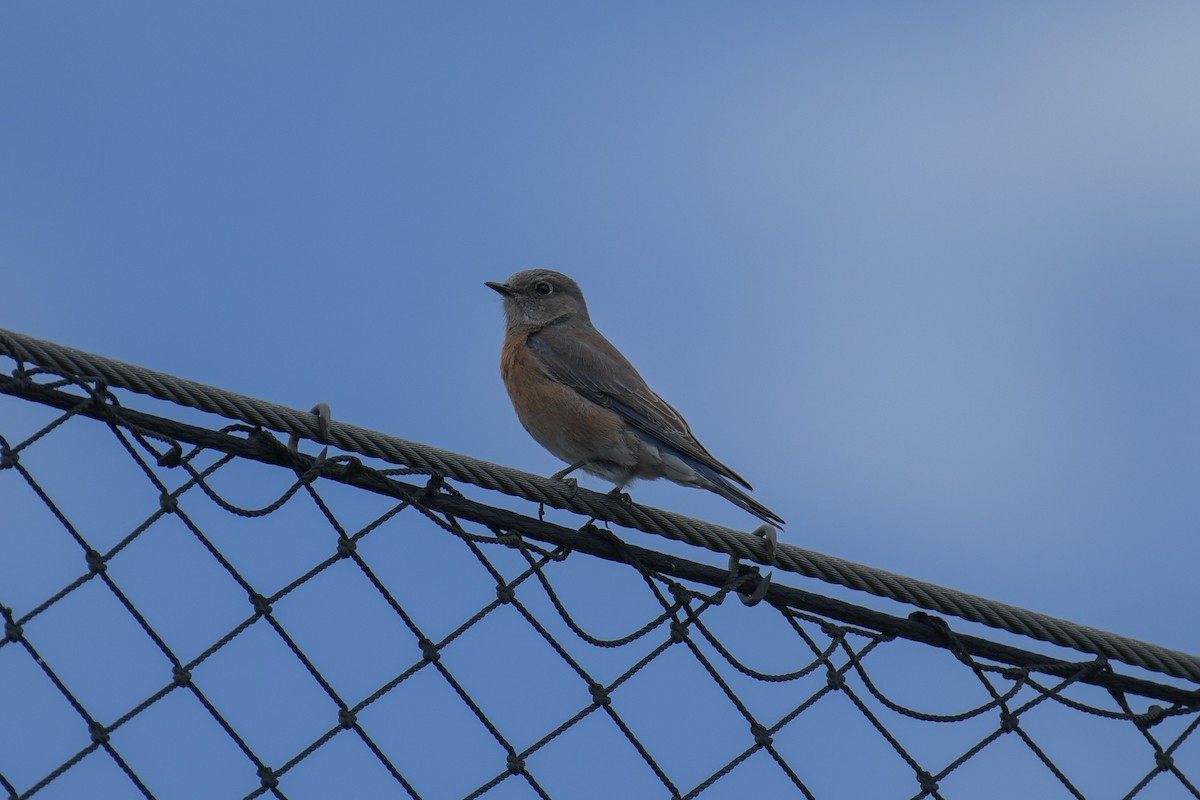 Western Bluebird - ML620203996