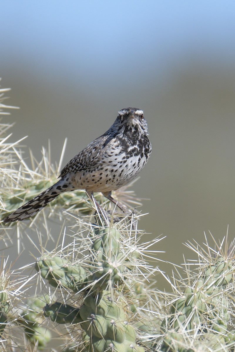 Cactus Wren - ML620204009