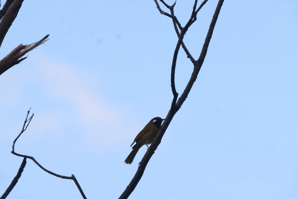 White-eared Honeyeater - ML620204023