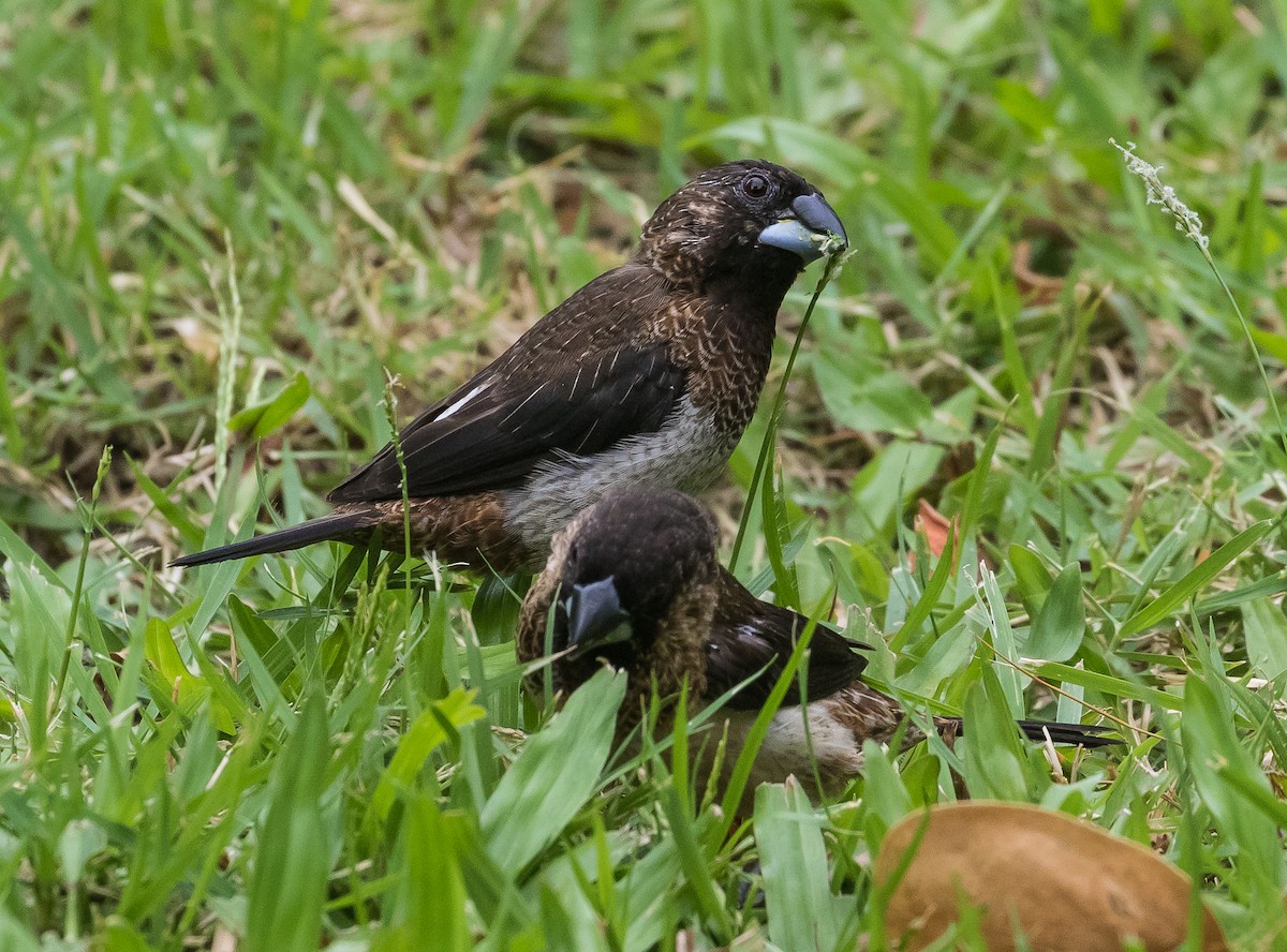 White-rumped Munia - ML620204030