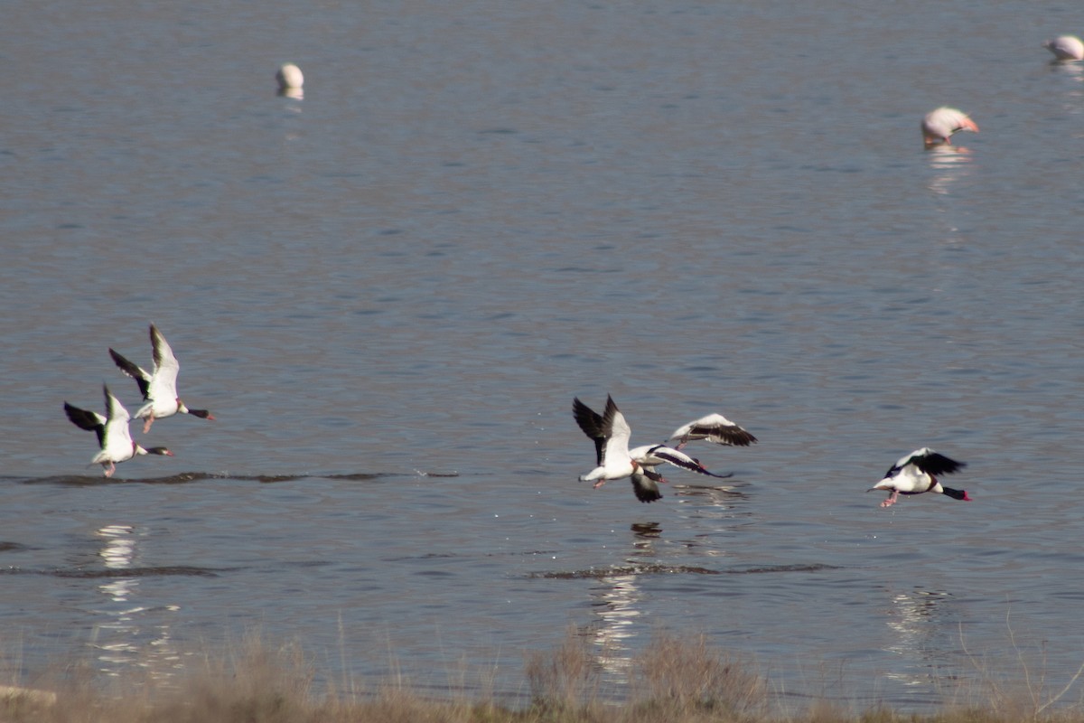 Common Shelduck - ML620204038